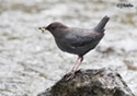 Cinclus mexicanus